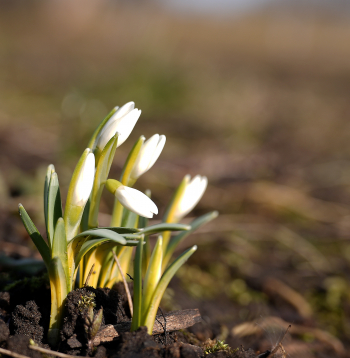 Sniegpulkstenītes. Pavasaris.