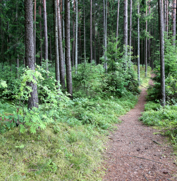 Meža taka. Meža taka.