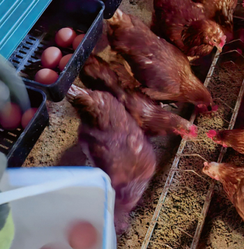 Pētījumā ar inovatīvu tvaika-sprādziena metodi no auzu sēnalām iegūtas jaunas divu veidu ksilooligosaharīdu prebiotikas: neattīrītas un attīrītas.