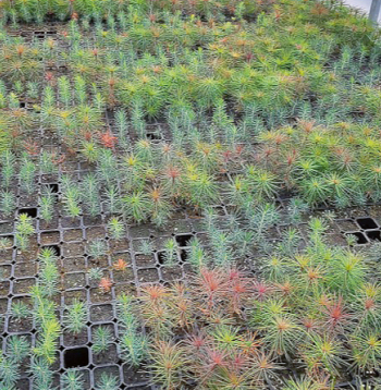 Daļēji ar zāles granulām aizstātajā substrātā izmēģinājumos audzēs bērza, priedes un egles stādus. Daļēji ar zāles granulām aizstātajā substrātā izmēģinājumos audzēs bērza, priedes un egles stādus.