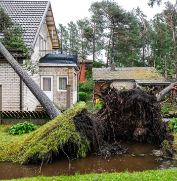 Pirms ķeras pie zāģa, jānovērtē koka suga, jāizmēra tā apkārtmērs un jāapzina koka atrašanās vieta, kas ļaus izdarīt secinājumus par tālākajām darbībām