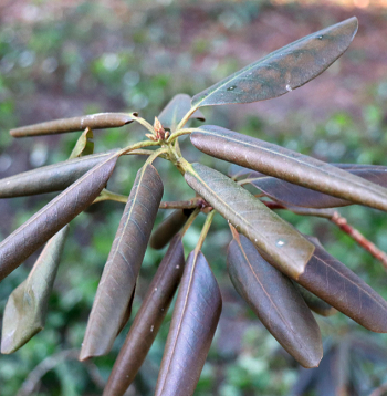 Saules apdegumi visbiežāk novērojami atklātās vietās augošiem mūžzaļajiem rododendriem. 