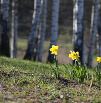 Pavasaris. Narcises lauku ainavā.