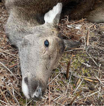 2023./2024. gada sezonā tika nomedīti gandrīz 25 tūkstoši staltbriežu, nākamajā sezonā jau ap 29,5 tūkstošiem, bet šajā sezonā skaits tuvojas 30 tūkstošiem. Tas nozīmē, ka populācijas samazināšana jau notiek. Taču medību saimniecība nav lielveikals, kur vienā brīdī var "izpirkt" populāciju – tai ir būtiska inerce.