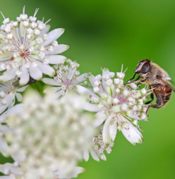Lielā zvaigznīte ‘Alba’ (Astrantia major ‘Alba’)