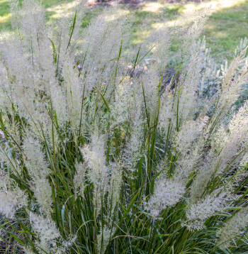 Īsmatiņu ciesa (Calamagrostis brachytricha)