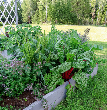 Mangolds augstajā dobē. Mangolds augstajā dobē.