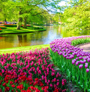 Keukenhofas dārzā.