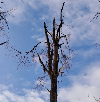 Sekas pēc drona nogāšanās Krāslavas novadā.
