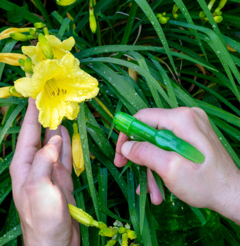 Profesionālā lauksaimniecībā AAL lietošana balstās uz nepieciešamību, novērojumu datiem un īsto laiku.