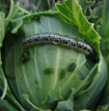 Kāpostu balteņa bojāts galviņkāposts.