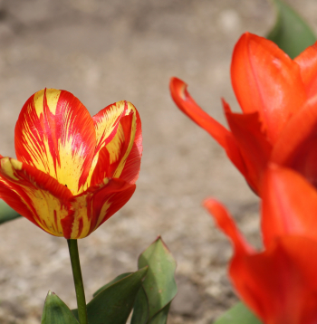 Viens tulpes ziedz ir atšķirīgā krāsā vīrusa izraisītas infekcijas dēļ.