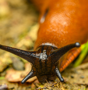 Spānijas kailgliemezis ((Arion vulgaris) ir viena no pēdējo desmitgažu postošākajām invazīvajām sugām Latvijā un Eiropā.