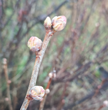 Upeņu pumpuru ērces inficētie pumpuri ir piebrieduši un tie ir jānoņem, pirms ērces izlien ārā no pumpura.