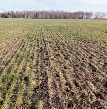 Pirmā pavasara slimība – sniega pelējums – aprīlī būs jau aizmirsusies – vai nu augi gājuši bojā, vai arī atmirušo lapu slānim sprauksies cauri dzīvotgriboši asni.