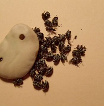 Pupu sēklgrauzim nonākt jaunajā pavasara sējumā gandrīz vienmēr palīdzīgu roku sniedzis pats saimnieks – gan sējot pārāk tuvu pērnā gada laukam, kur bijušas pupas, gan izmantojot sēklas materiālu ar labi redzamiem pelēkiem aplīšiem, no kuriem uz lauka izlido vaboles.