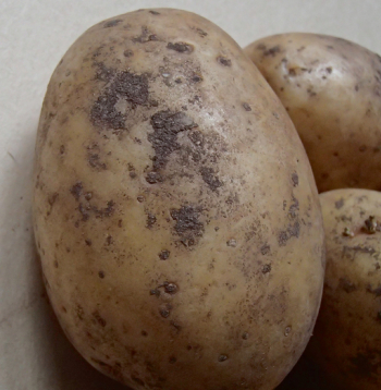 Iestādot ar melno kraupi klātus bumbuļus, sevišķi nelabvēlīgos augšanas apstākļos (neiesilušas, aukstas un pārlieku dziļas vagas), var iegūt retāk sadīgušu kartupeļu lauku, jo dīgstam no sēklas bumbuļa līdz augsnes virskārtai attīstīsies asnu nekroze jeb dīgstu puve.