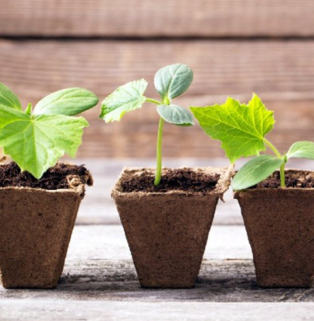 Kūdras podiņi stādiem.