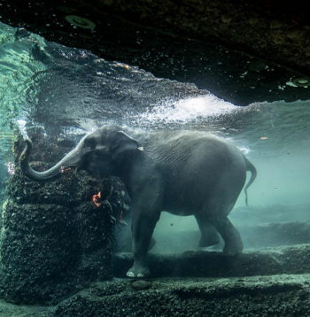 Cīrihes zoodārza ziloņu parks ir slavens ar unikālo arhitektūru. Ziloņiem ir pieejami arī seši dažādi baseini, un apmeklētāji caur stiklu var vērot ziloņus peldam zem ūdens.