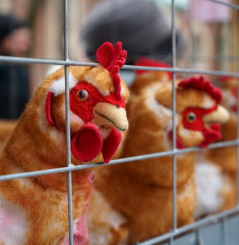 Pie Saeimas dzīvnieku aizsardzības organizācija "Dzīvnieku brīvība" rīko piketu, aicinot deputātus atkārtoti iesniegt un virzīt likumprojektu par aizliegumu turēt dējējvistas industriālajos sprostos Latvijā.