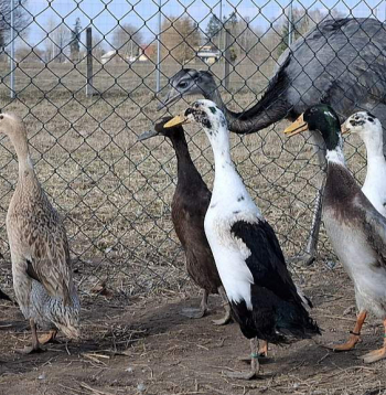 Raibajā Annas Astičas mājputnu saimē ir gan nandu strausi, gan arī pudeļpīles. Spānijas gliemeži dārzā un sētā nav manīti, tik lielie melnīgie kailgliemeži – tos tāpat kā parastos pīles ēd gardu muti.