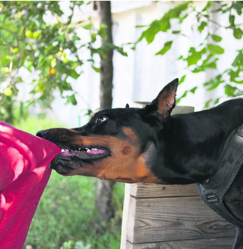 Sabiedrībai pieņemama uzvedība jāapgūst gan sunim, gan tā saimniekam.