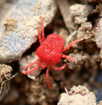 Augsnē var dzīvot piecas tonnas slieku, piecas tonnas baktēriju, sēņu, daudzkāju, ērču, to skaitā arī samtērce, kas ir ierasts mūsu augšņu iemītnieks. Augsnē var dzīvot piecas tonnas slieku, piecas tonnas baktēriju, sēņu, daudzkāju, ērču, to skaitā arī samtērce, kas ir ierasts mūsu augšņu iemītnieks.