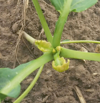 Cekulkodes bojājumi mēdz nodarīt nopietnus ražas zudumus, to skaitā uz produkcijas kvalitātes pasliktināšanās rēķina.