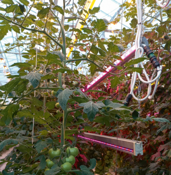 Mazāk slāpekļa nozīmē ģeneratīvāku, spēcīgāku augu, kas vairāk cukuru novirza augļiem.