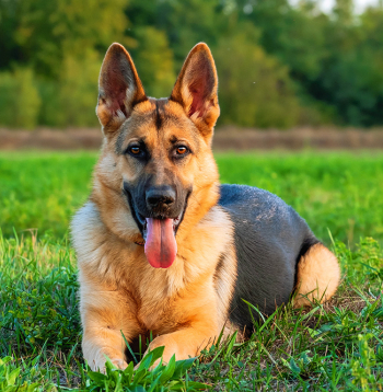 Vācu aitusuns. Ilustratīvs attēls. Vācu aitusuns. Ilustratīvs attēls.