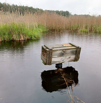 Bebra darbības rezultātā mākslīgā ligzdvieta kļuvusi pieejama Amerikas ūdelei.