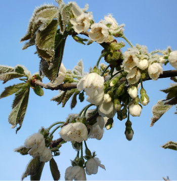 Lai gan pērn apdrošināšanas atbalsta likme augļkopības, ogulāju un dārzeņu platībām tika ievērojami palielināta, nozare vērtē, ka būtiskākos riskus, piemēram, pavasara salnu postījumus,