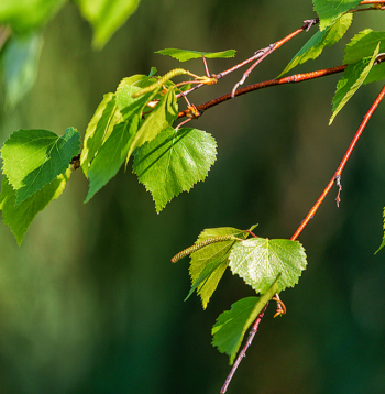 Bērza jaunās lapiņas.