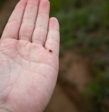 Ērce. Ilustratīvs attēls.