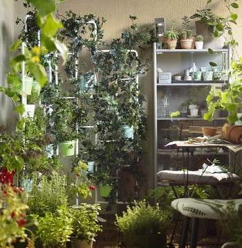 Augus ieteicams kārtot vertikāli, tādējādi ekonomējot telpu.