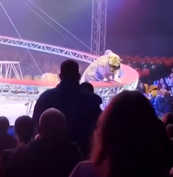 Cirka izrādes tīģeris mirkli pirms ieiešanas skatītāju rindās.