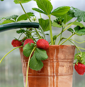 Karstā un saulainā laikā augi bieži jālaista.
