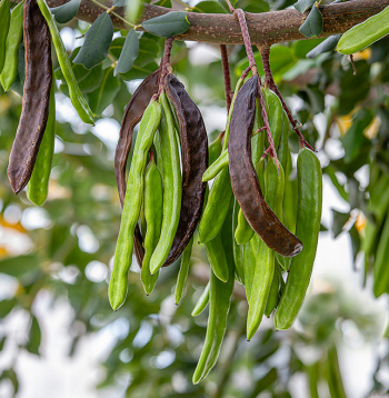 Ceratonijas augļi ir līdz 20 cm garas pākstis ar spīdīgu, ādainu mizu.