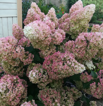 Hortenzijas.