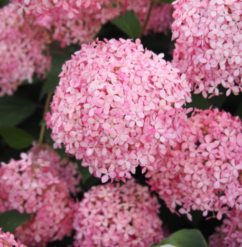 ‘Pink Annabelle’ (‘Invincibelle Spirit’)