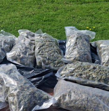 Policija Latgalē izņem rekordlielu marihuānas daudzumu.
