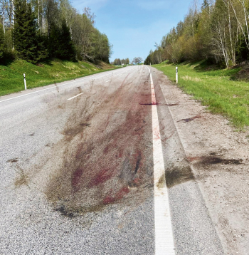 Katru gadu uz Eiropas ceļiem iet bojā simtiem tūkstošu savvaļas dzīvnieku. Katru gadu uz Eiropas ceļiem iet bojā simtiem tūkstošu savvaļas dzīvnieku.