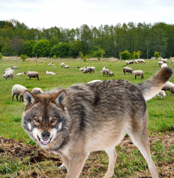 Vilks nekur nevilks! Turpat ganībās plosīs! Vilks nekur nevilks! Turpat ganībās plosīs!