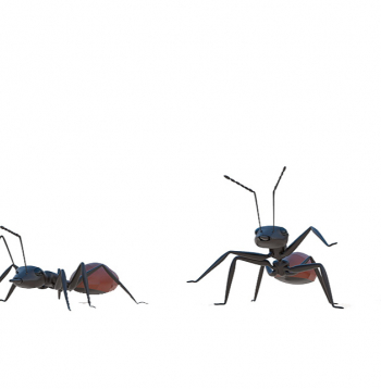 Skudras