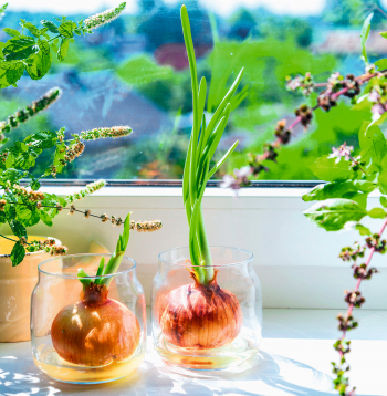 Garšaugi noder ne tikai gastronomiskiem nolūkiem, bet ir arī jauks akcents virtuves interjerā.