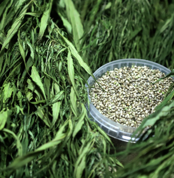 Kaņepes un to sēklas.