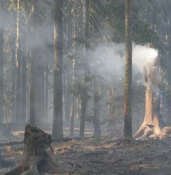 Meža ugunsgrēks.