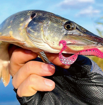 Kā tikt pie zobainās skaistules ar "Esma Fishing".