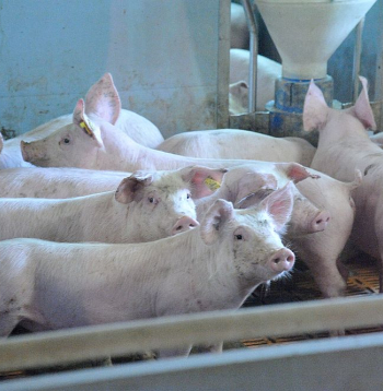 Mājas cūku turētājiem jāievēro stingri biodrošības pasākumi, lai ganāmpulkus neskartu bīstamais Āfrikas cūku mēris.