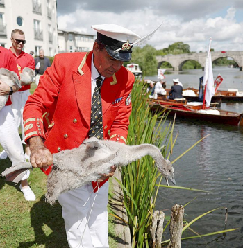 Karalisko gulbju uzskaiti vada persona, kas tērpta īpašā sarkanā formā ar gulbja spalvu pie cepures. 